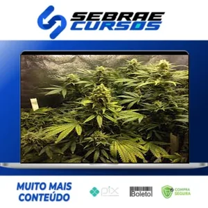 Cultivo Indoor de Plantas Medicinais - Jean Silva